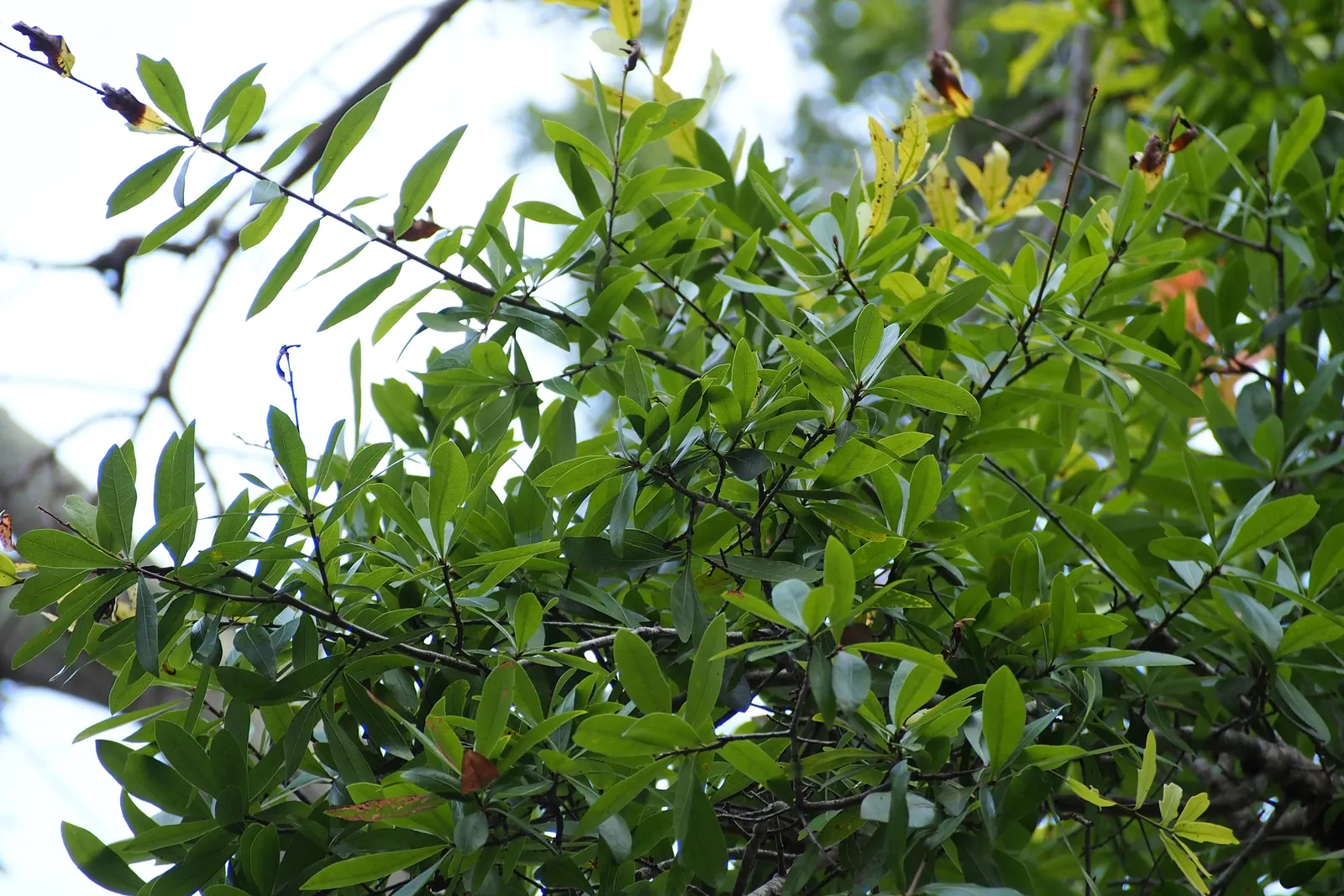 Laurel Oak (Quercus laurifolia) — yet ideal for creating vertical accents in large landscapes; the leaves may turn yellow-brown before shedding.<br><br>For
