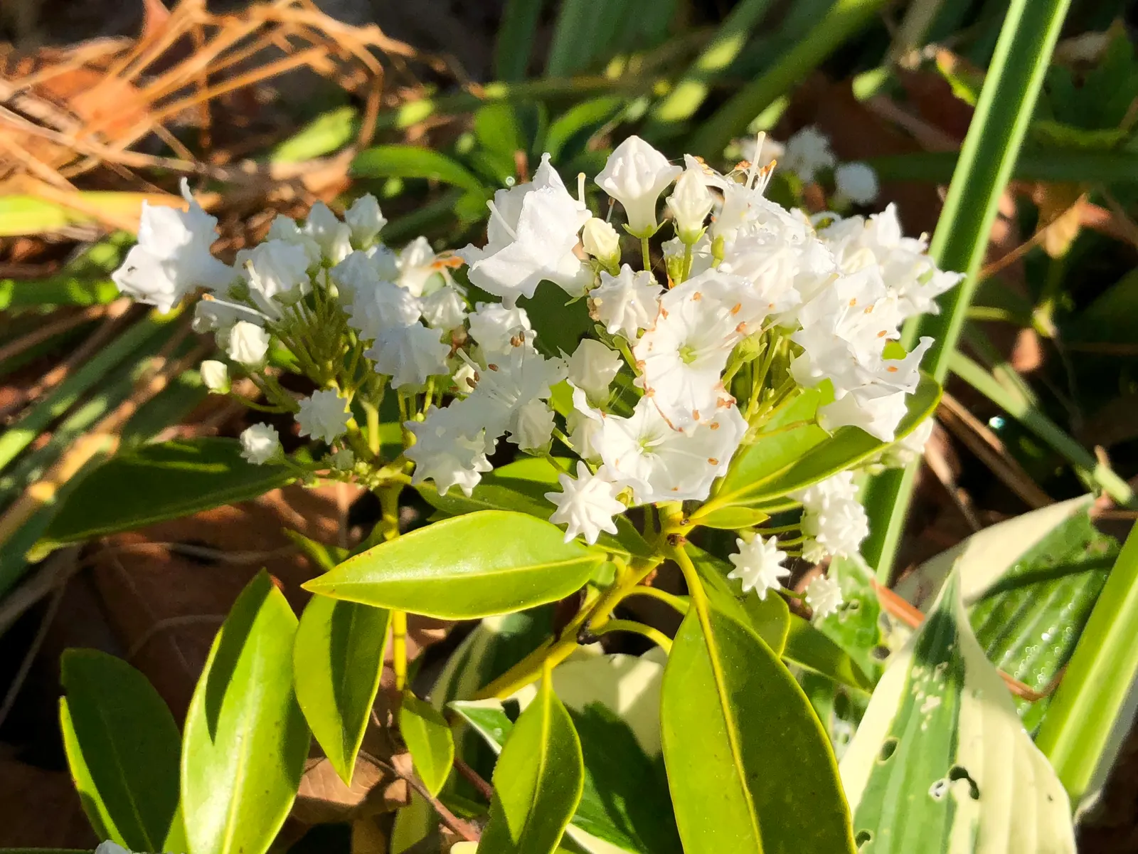 Laurel Oak (Quercus laurifolia) — ensuring ample space for growth without interference with structures or paved surfaces; the Laurel Oak should be planted in