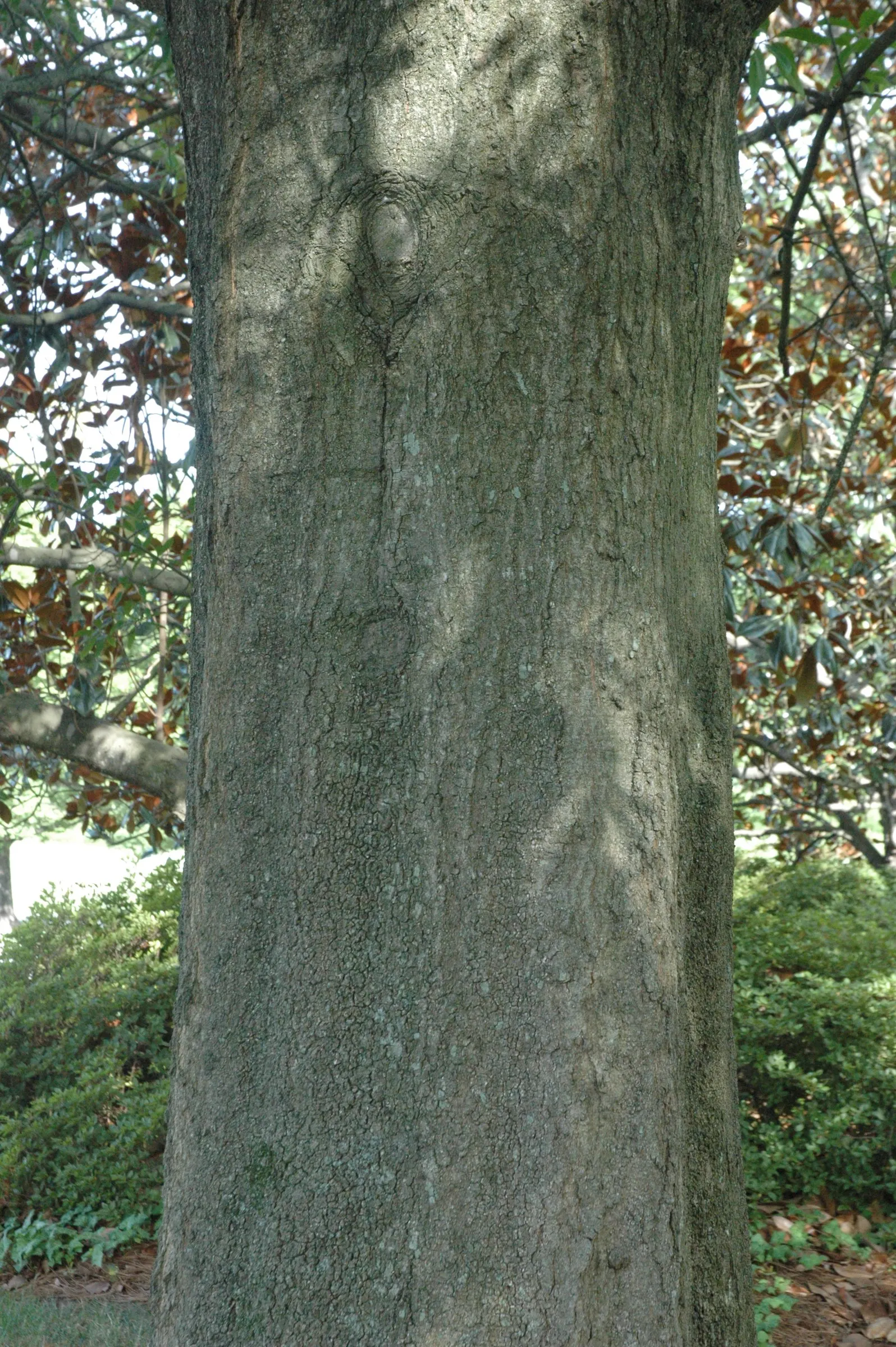 Laurel Oak (Quercus laurifolia) — The foliage resembles laurel leaves, hence its name; yet ideal for creating vertical accents in large landscapes
