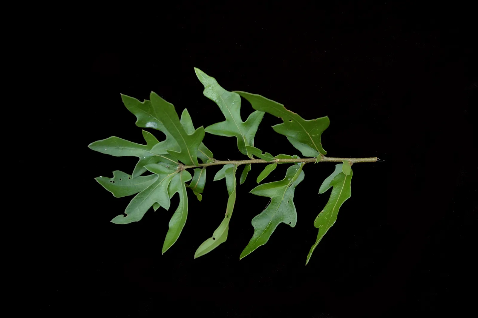 Laurel Oak (Quercus laurifolia) — providing ample shade in landscape designs.<br><br>Its growth habit is stately and upright; hardiness is within USDA zones 6