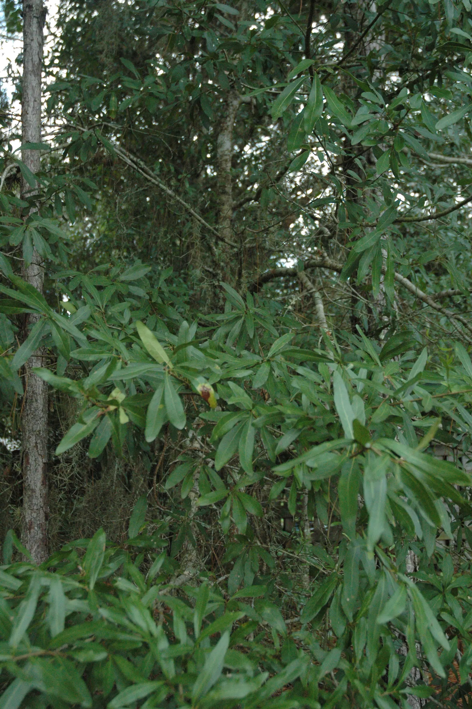 Laurel Oak (Quercus laurifolia) — Often found thriving in coastal plains and lowland terrains
