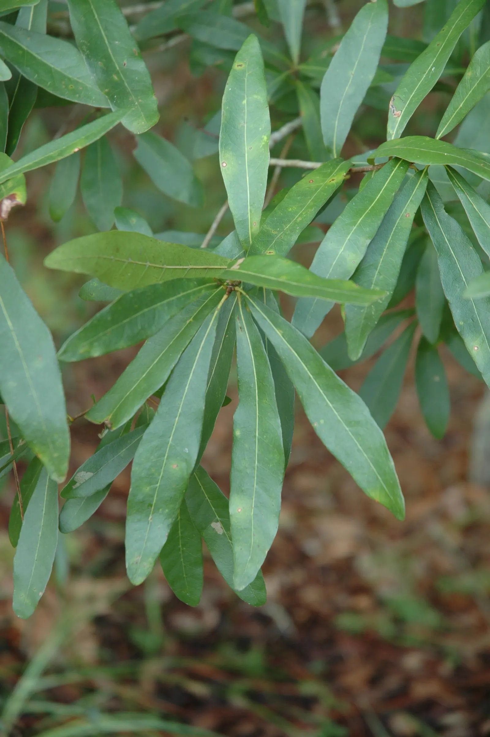 Laurel Oak (Quercus laurifolia) — making it unsuitable for heavy use areas; scientifically named Quercus laurifolia, image 55