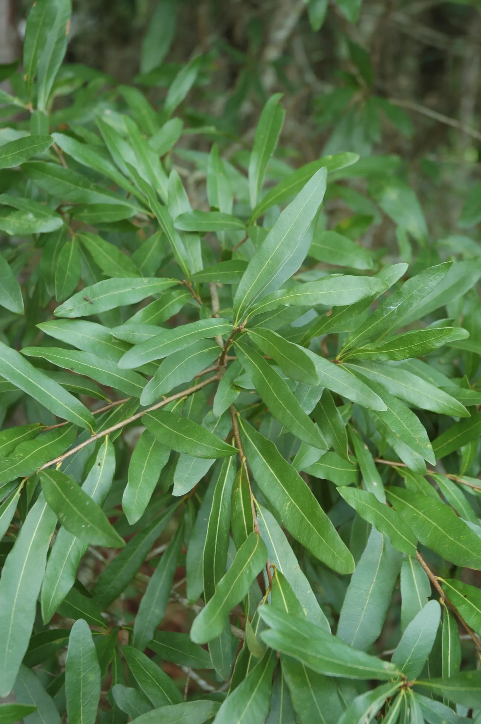 Laurel Oak (Quercus laurifolia) — The foliage resembles laurel leaves, hence its name