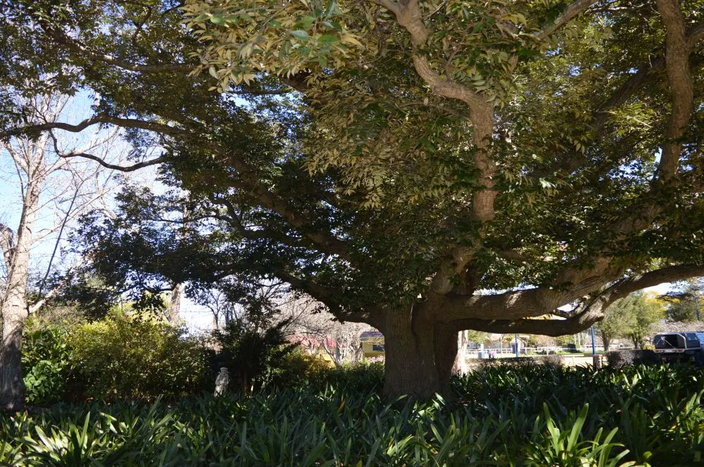 Laurel Oak (Quercus laurifolia) — <br><br>Laurel Oaks are relatively short-lived for an oak, with lifespans ranging around 50 to 70 years