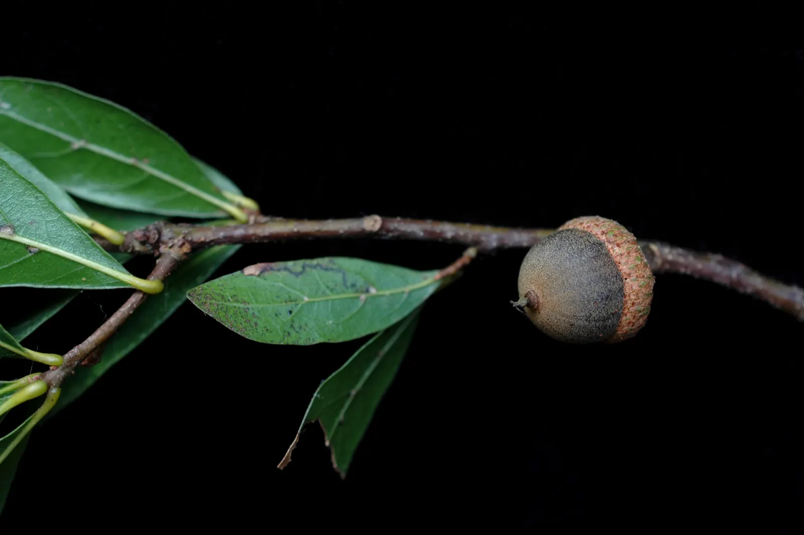 Laurel Oak (Quercus laurifolia) — the Laurel Oak should be planted in full sun to partial shade; its oblong leaves resemble laurel, turning yellow-brown before