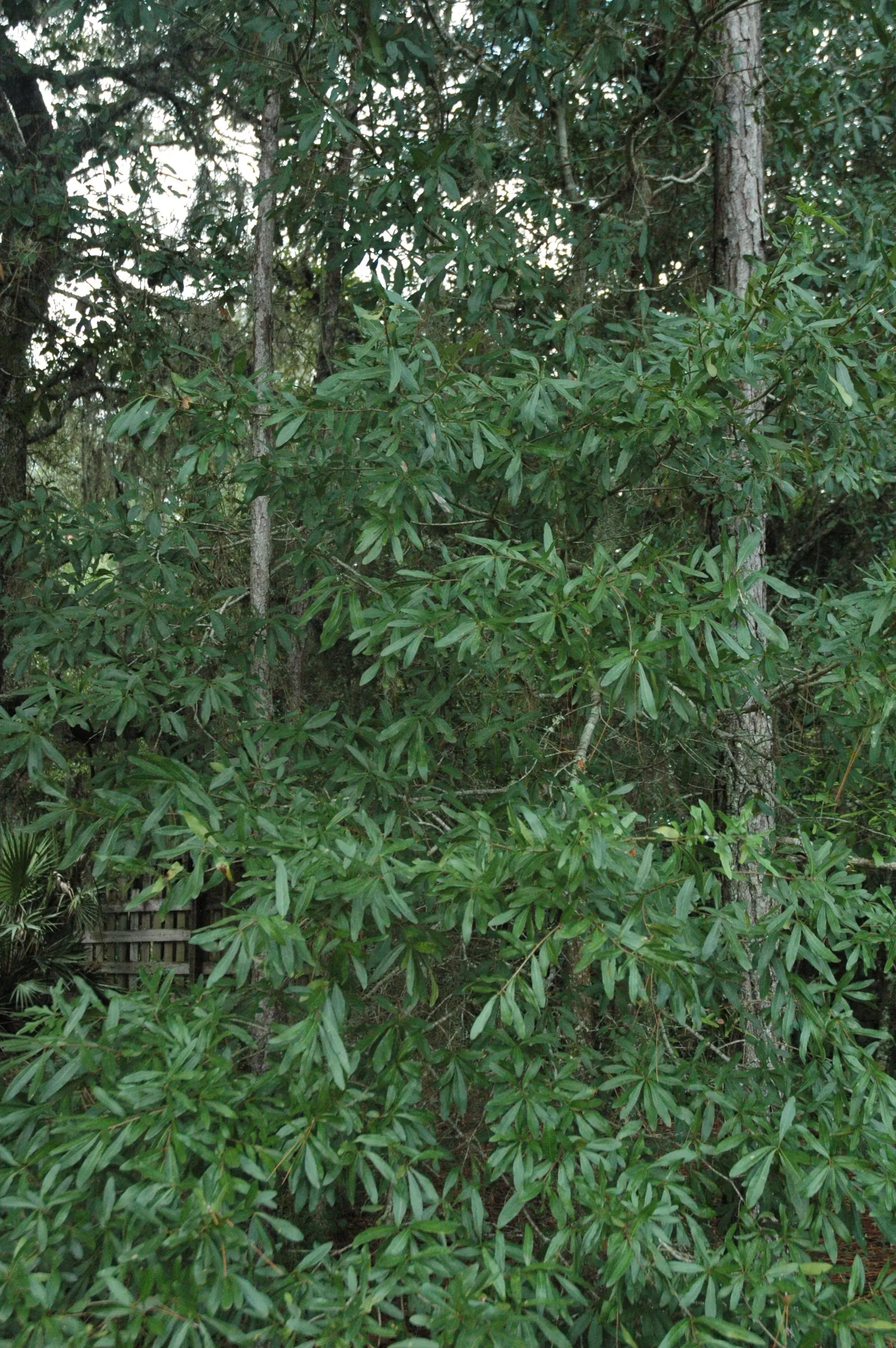 Laurel Oak (Quercus laurifolia) — semi-evergreen native tree reaching heights of 60-70 feet