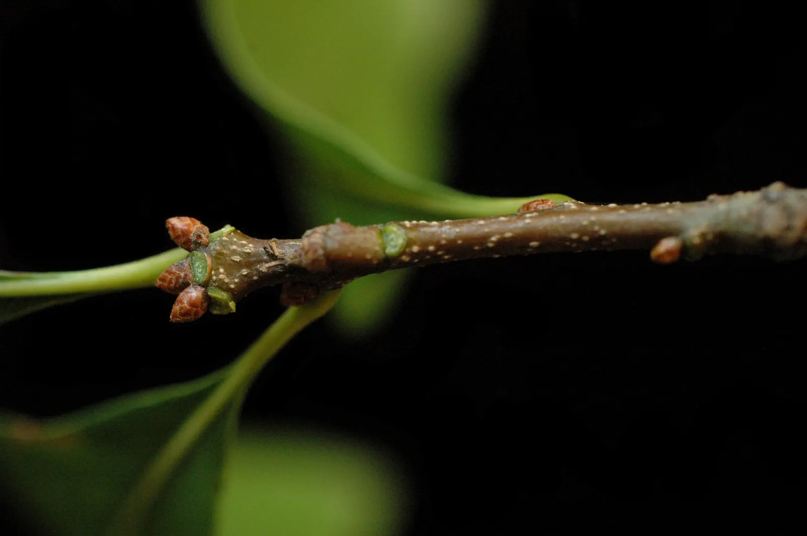 Laurel Oak (Quercus laurifolia) — Its oblong leaves resemble laurel, turning yellow-brown before shedding; with a rounded crown that features glossy
