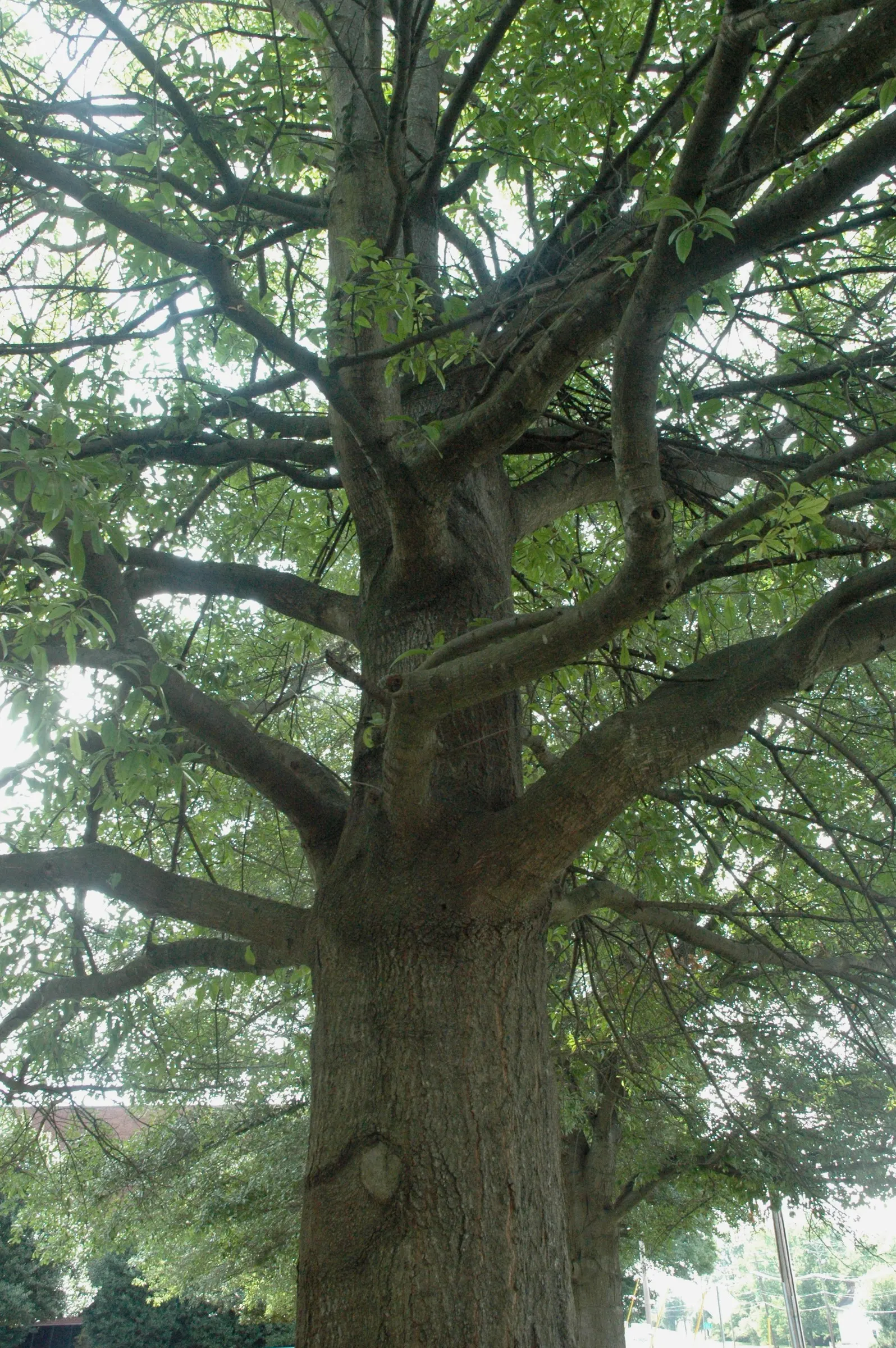 Laurel Oak (Quercus laurifolia) — Hardiness is within USDA zones 6 to 9