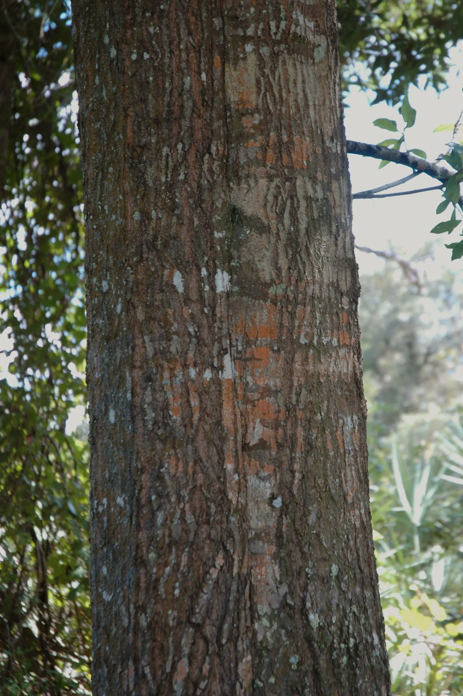 Laurel Oak (Quercus laurifolia) — It flourishes in a wide range of soil conditions, from well-drained sandy soils to clay; this oak typically reaches heights