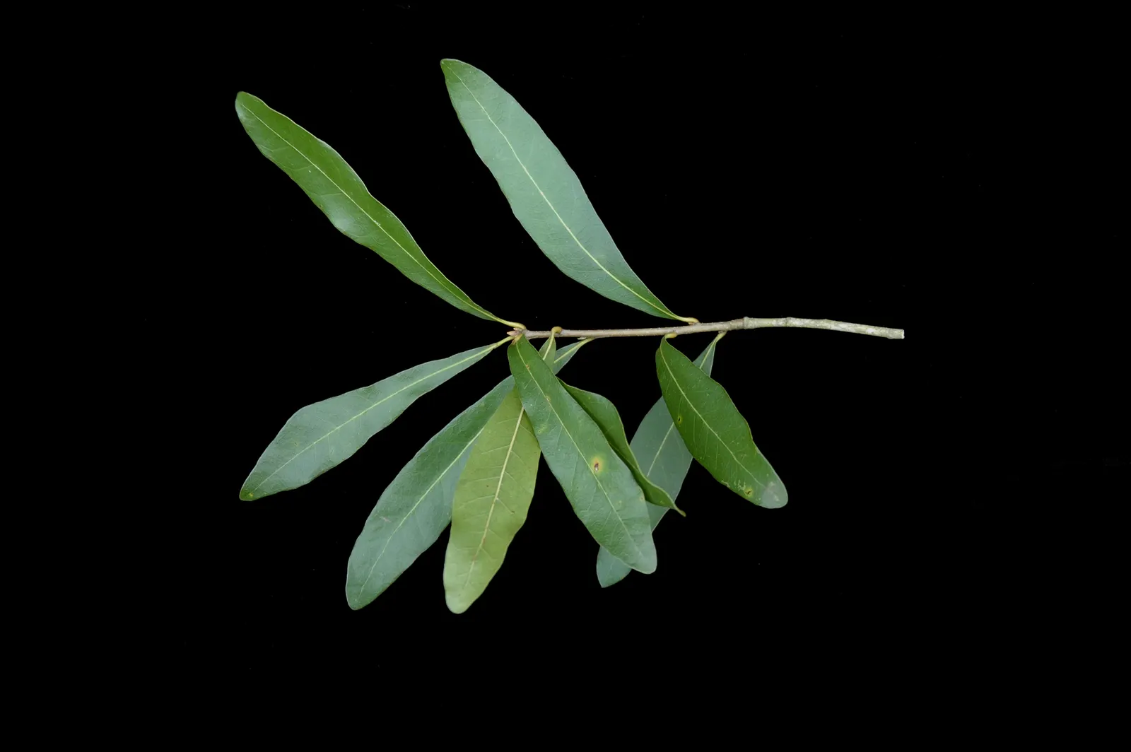 Laurel Oak (Quercus laurifolia) — This oak thrives in zones 6-9, prefers full sun, and tolerates wet conditions; the tree enjoys a growth rate that's