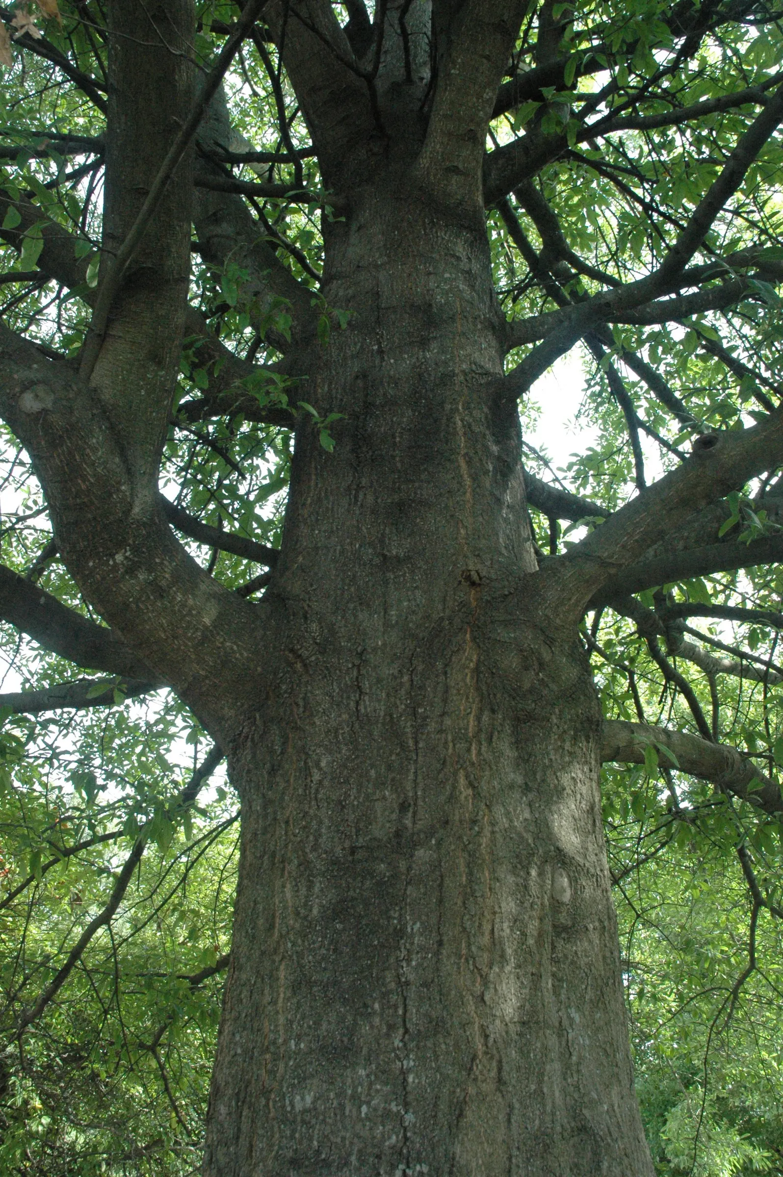 Laurel Oak (Quercus laurifolia) — scientifically named Quercus laurifolia