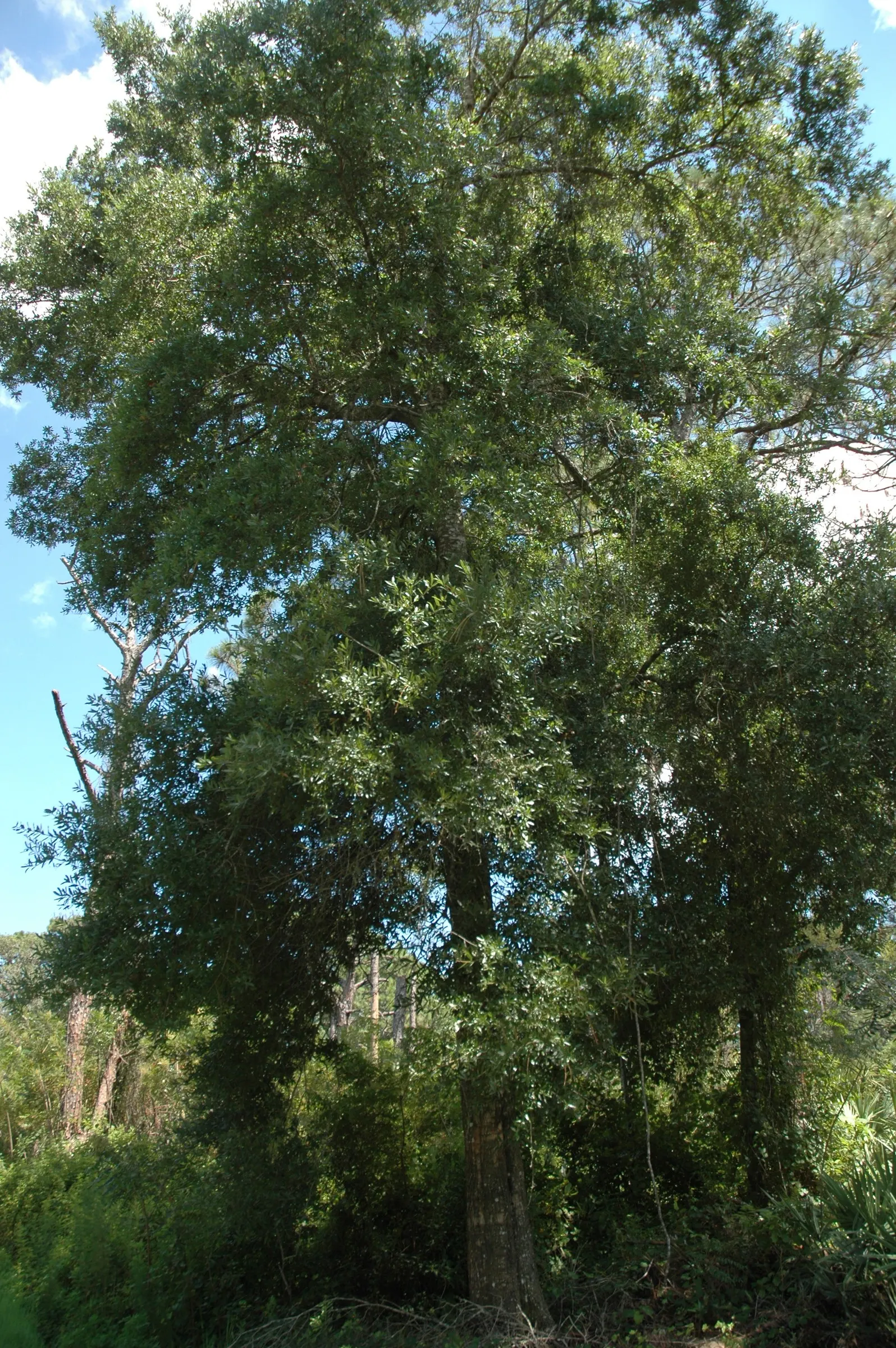 Laurel Oak (Quercus laurifolia) — with a rounded crown that features glossy; ensuring ample space for growth without interference with structures or paved