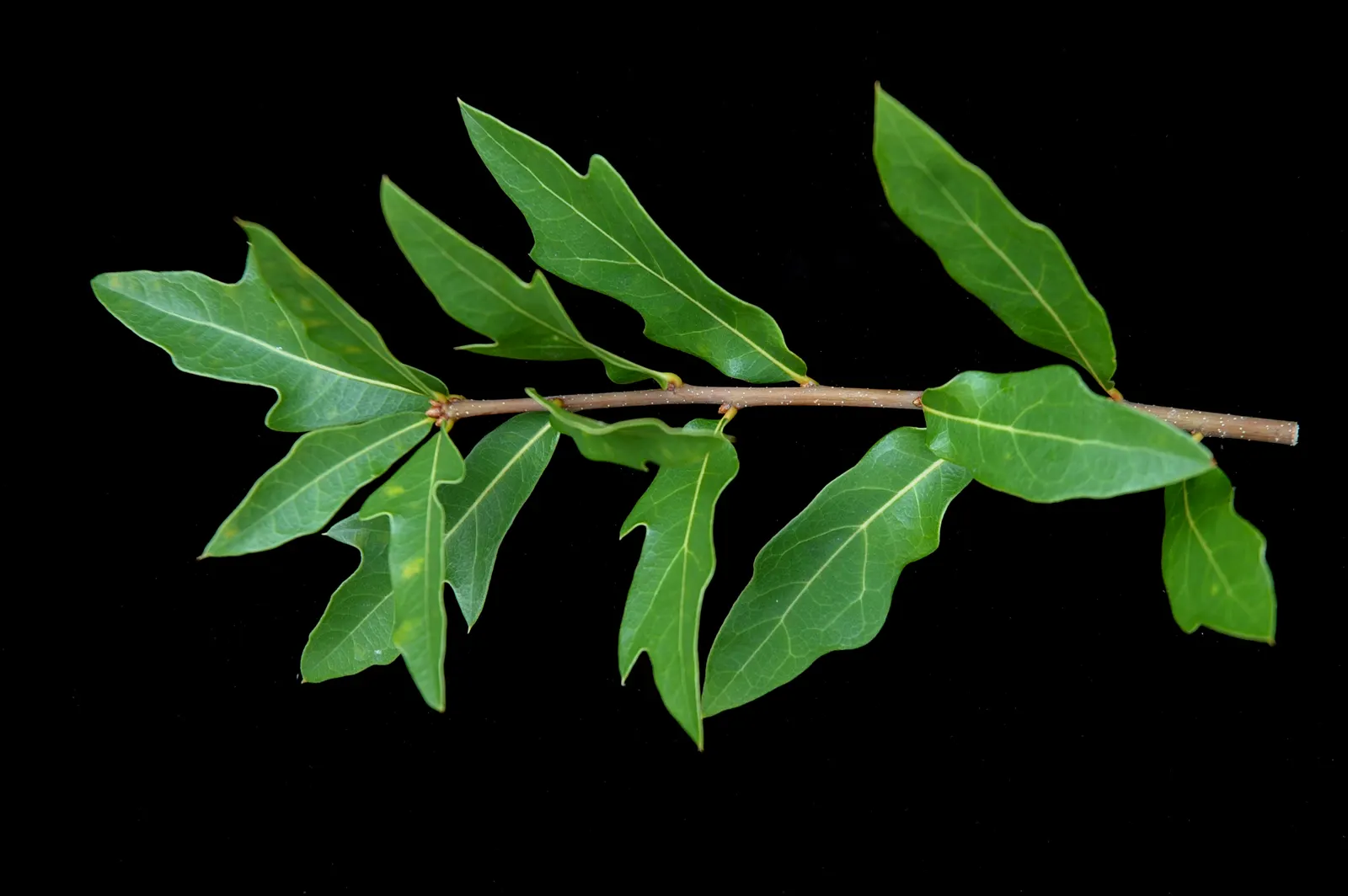 Laurel Oak (Quercus laurifolia) — tree for full