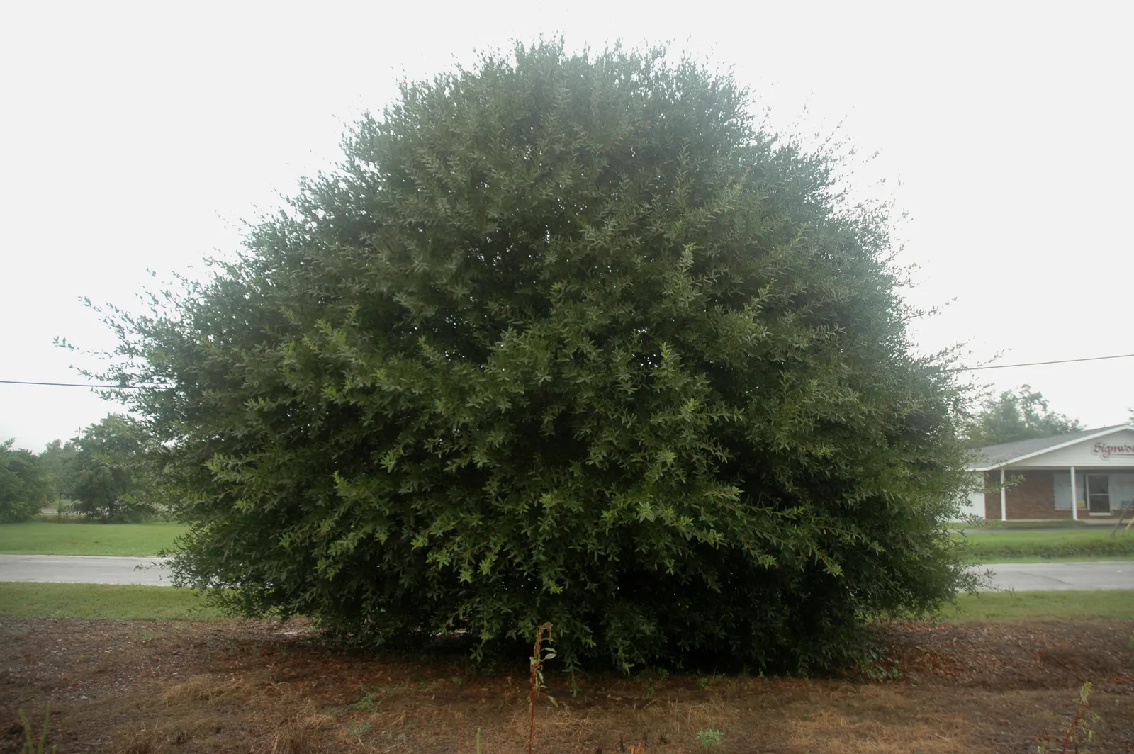 Laurel Oak (Quercus laurifolia) — scientifically named Quercus laurifolia; they produce acorns annually, which are a valuable food source for local wildlife