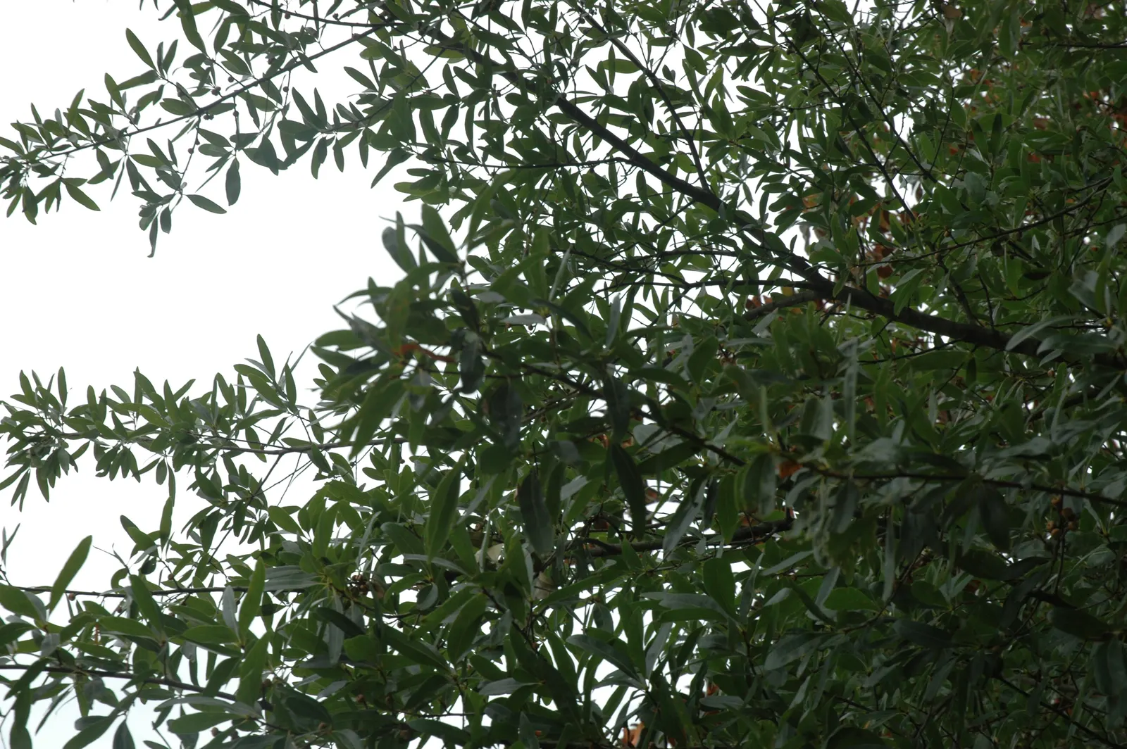 Laurel Oak (Quercus laurifolia) — This oak thrives in zones 6-9, prefers full sun, and tolerates wet conditions; the tree enjoys a growth rate, image 53