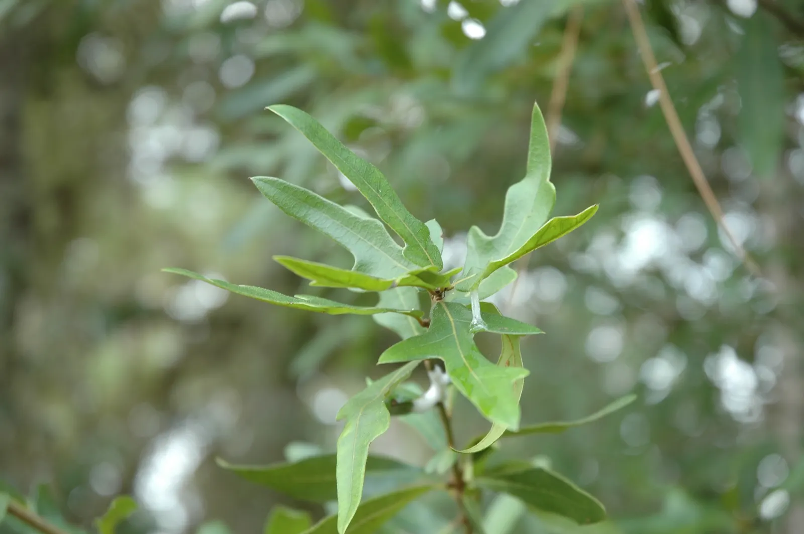 Laurel Oak (Quercus laurifolia) — the leaves may turn yellow-brown before shedding.<br><br>For landscape considerations
