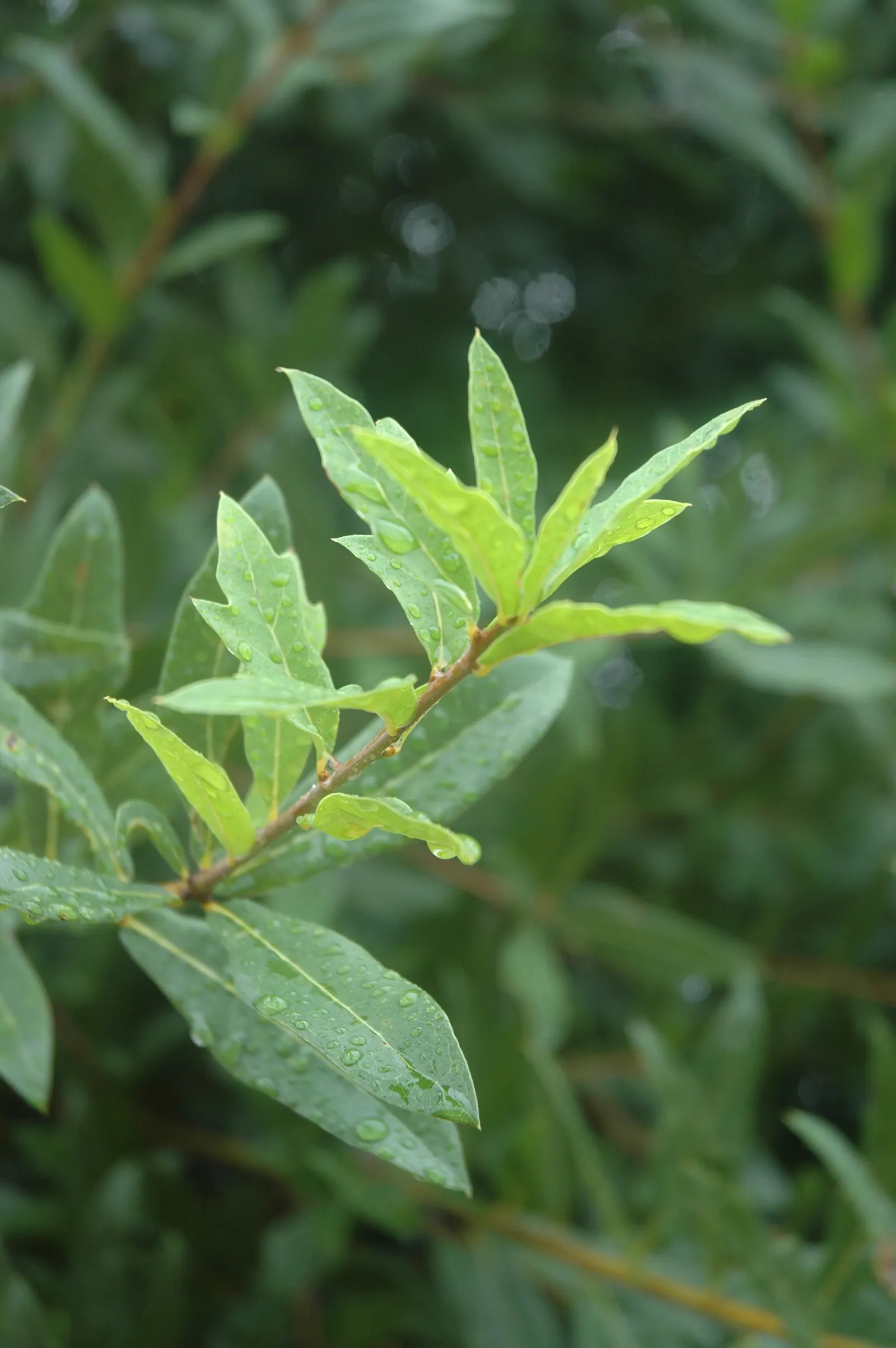 Laurel Oak (Quercus laurifolia) — It flourishes in a wide range of soil conditions, from well-drained sandy soils to clay