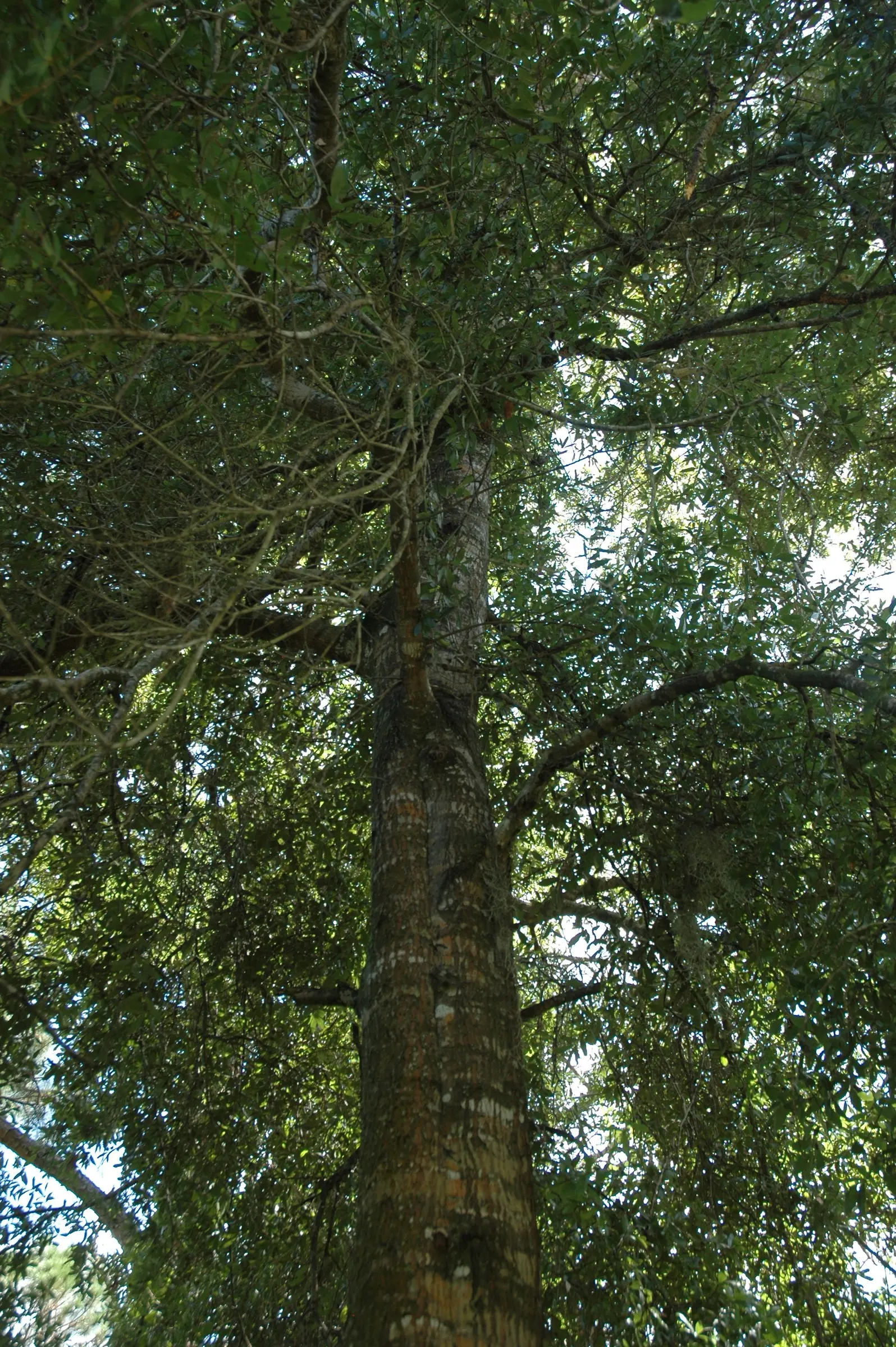 Laurel Oak (Quercus laurifolia) — adding roughly 2 feet per year under ideal conditions