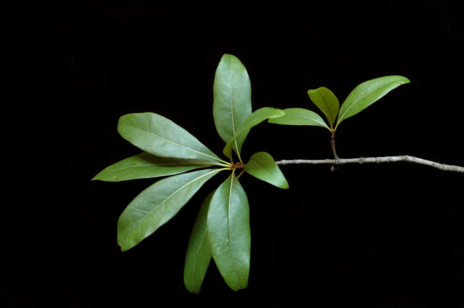 Laurel Oak (Quercus laurifolia) — These leaves are dark green on top with a paler underside and typically measure 2 to 4 inches in length, image 38