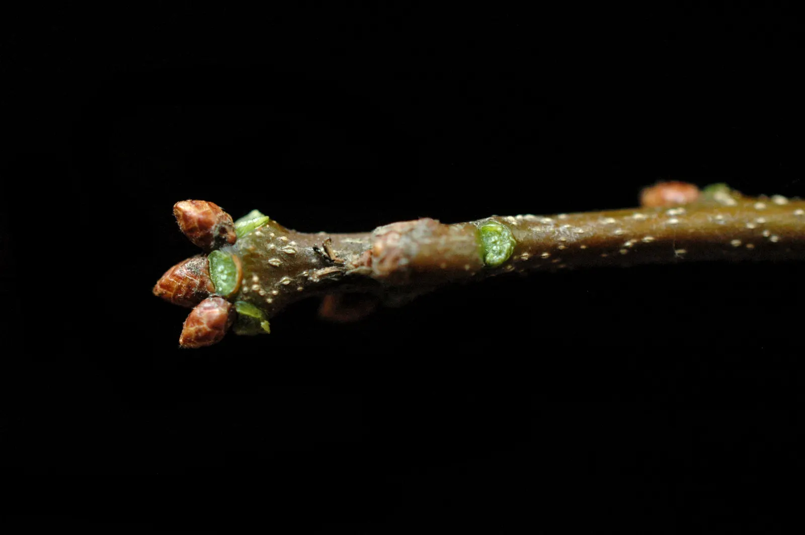 Laurel Oak (Quercus laurifolia) — be mindful of its size and the potential for root system expansion