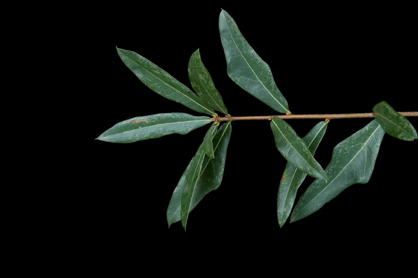 Laurel Oak (Quercus laurifolia) — semi-evergreen native tree reaching heights of 60-70 feet; its wood is less durable than other oaks, image 51