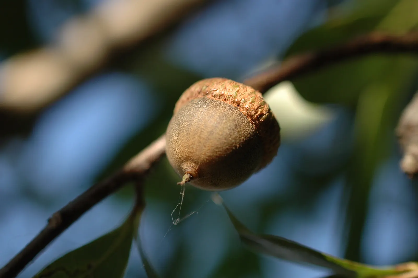 Laurel Oak (Quercus laurifolia) — They produce acorns annually, which are a valuable food source for local wildlife; adding roughly 2 feet per year under ideal