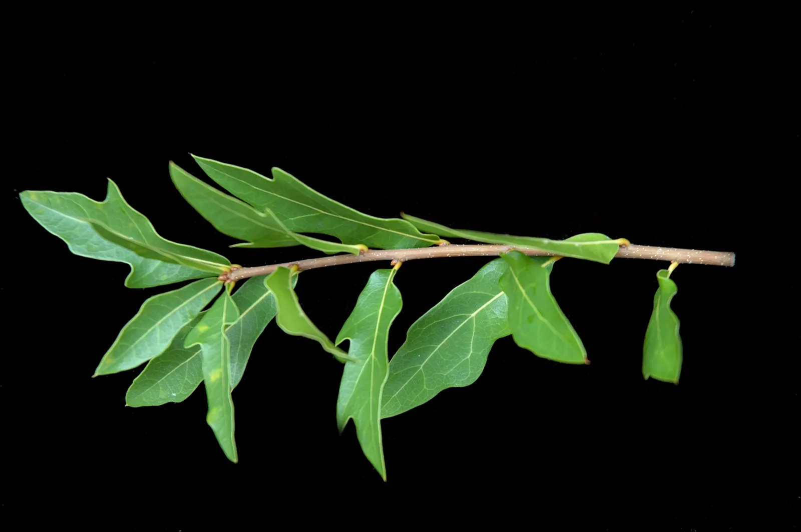 Laurel Oak (Quercus laurifolia) — tree for full; when incorporating into garden designs