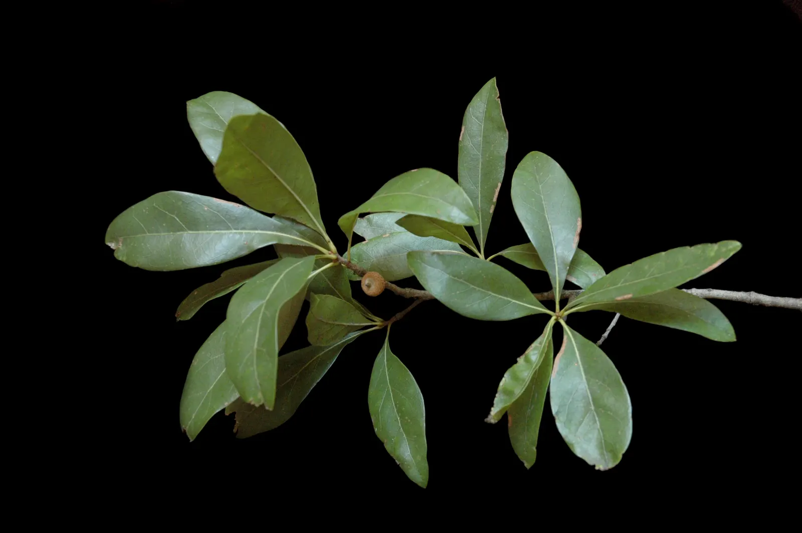 Laurel Oak (Quercus laurifolia) — making it unsuitable for heavy use areas
