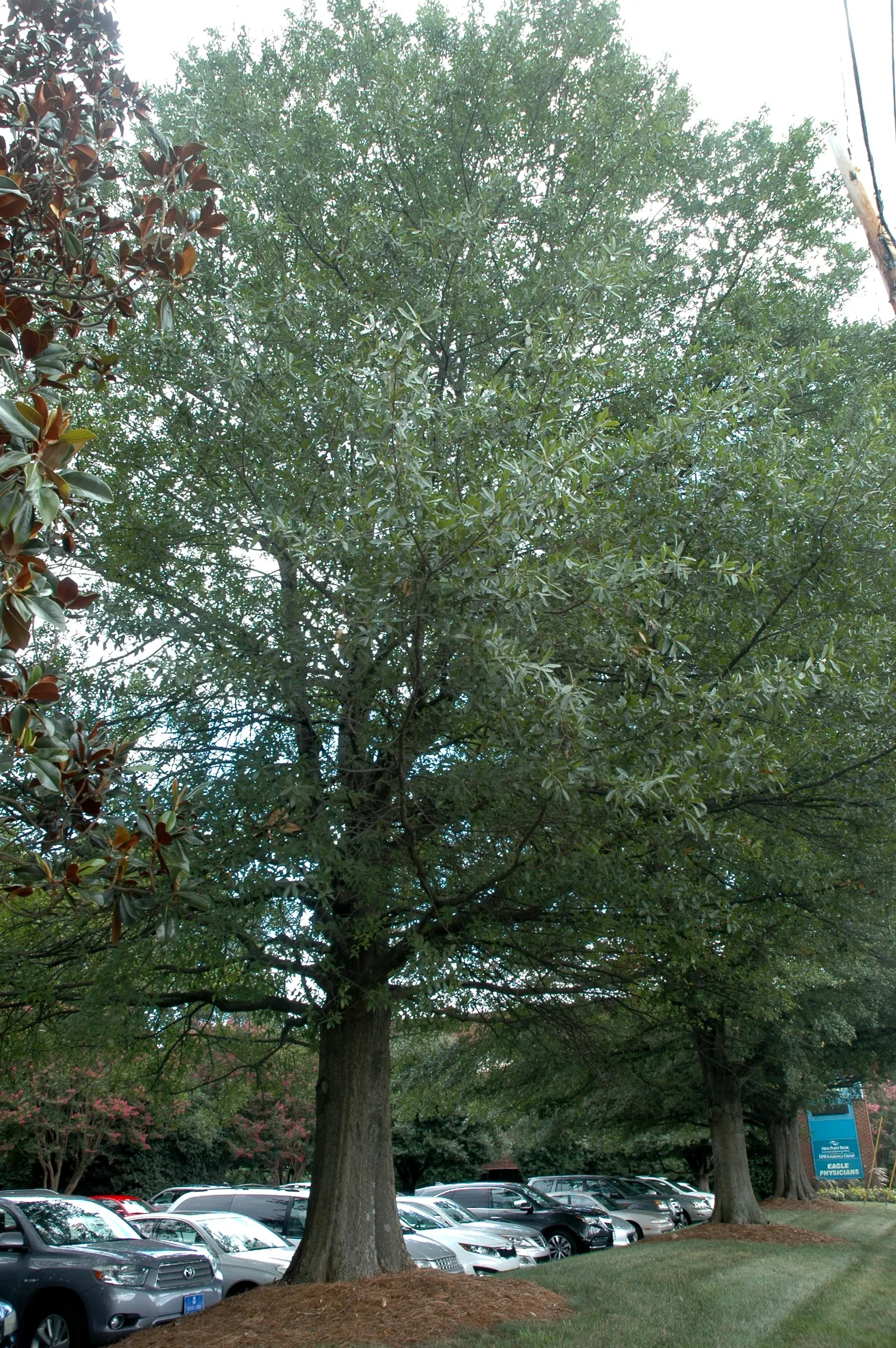 Laurel Oak (Quercus laurifolia) — When incorporating into garden designs; semi-evergreen native tree reaching heights of 60-70 feet