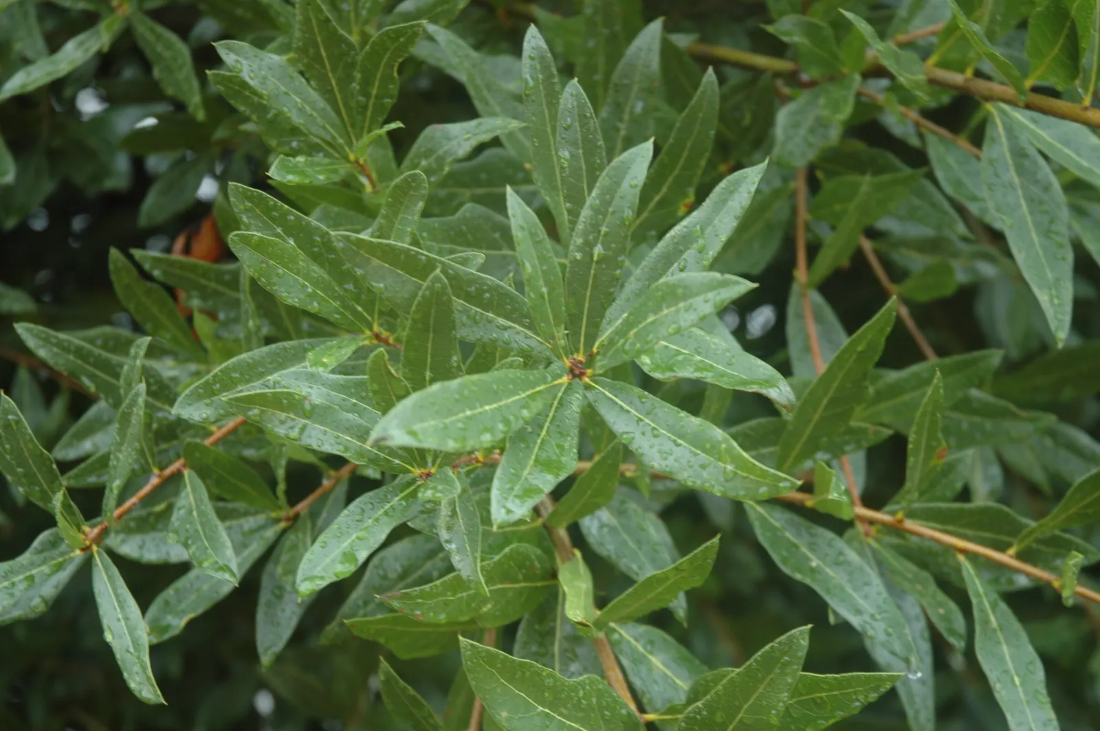 Laurel Oak (Quercus laurifolia) — providing ample shade in landscape designs.<br><br>Its growth habit is stately and upright