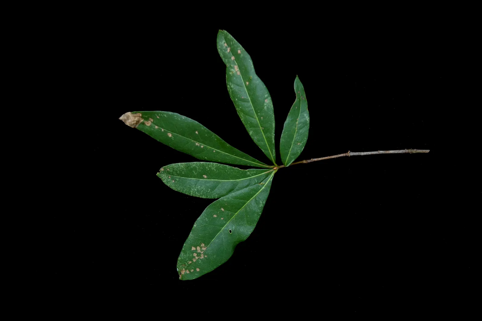 Laurel Oak (Quercus laurifolia) — They produce acorns annually, which are a valuable food source for local wildlife