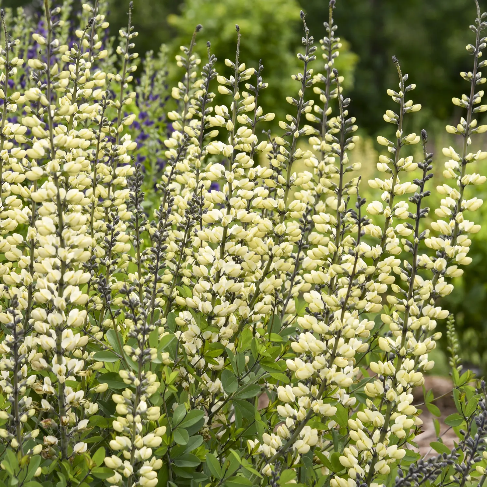 'Vanilla Cream II' False Indigo (Baptisia hybrid) — followed by ornamental seed pods