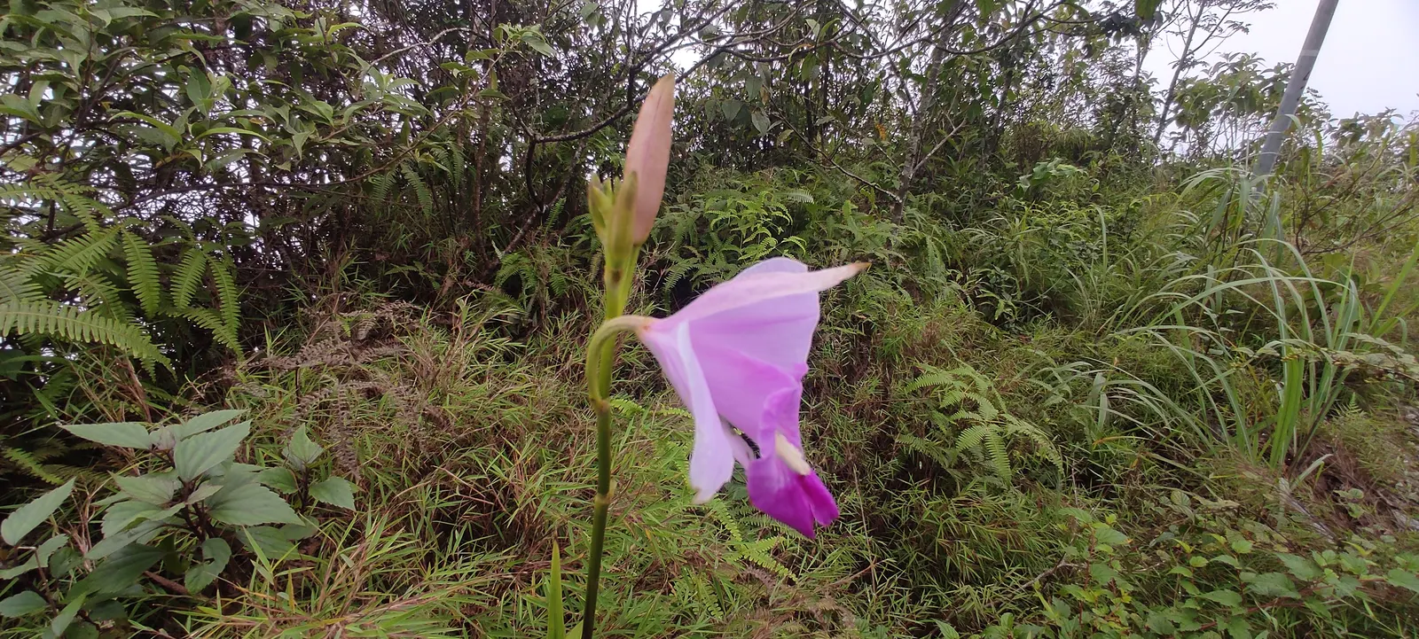 Linear Bamboo (Pleiobastus Linearis) — commonly known as Linear Bamboo
