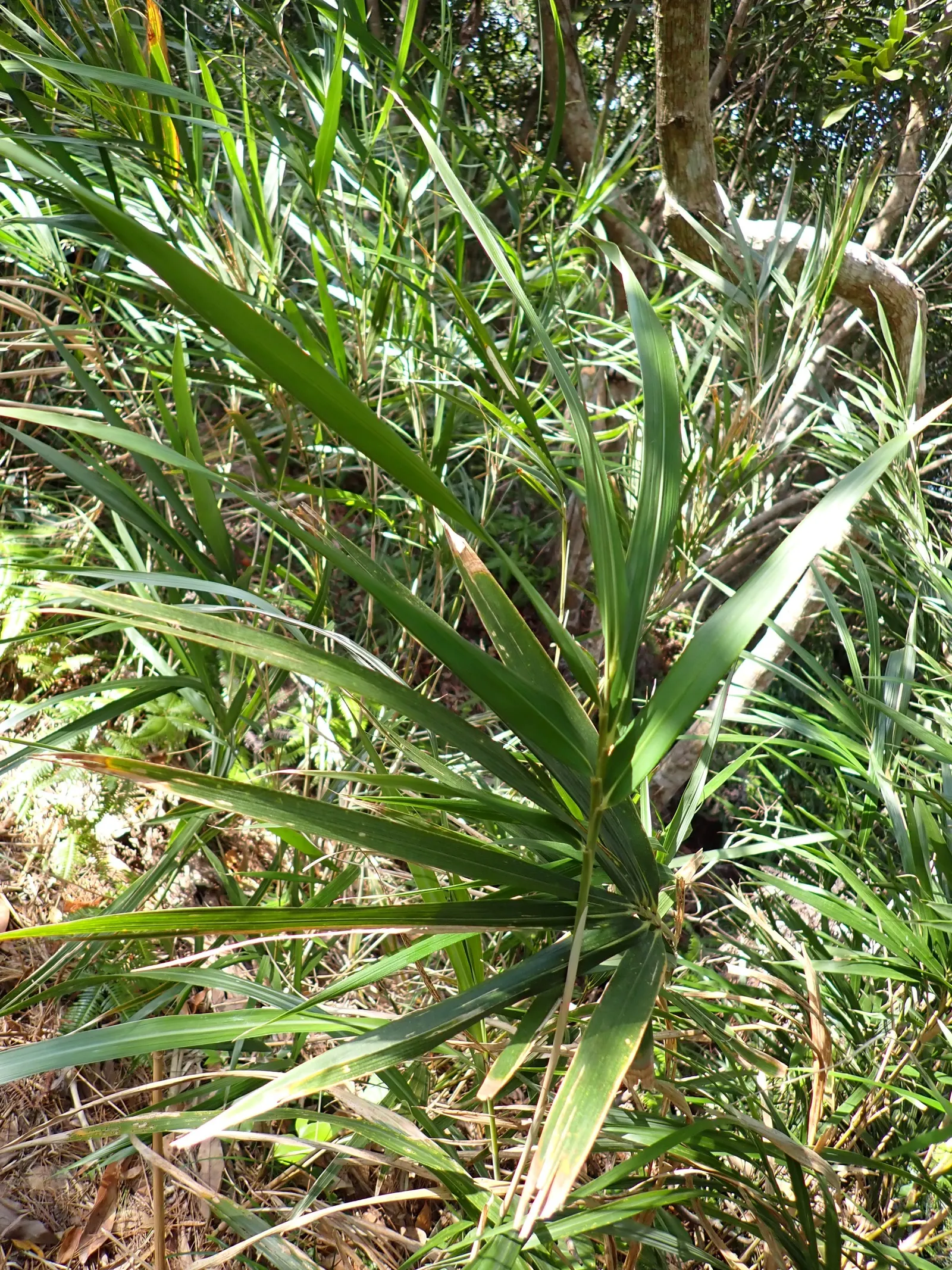 Linear Bamboo (Pleiobastus Linearis) — Maturing to a height of 6-8 feet, with striking elongated leaves, this cultivar thrives in USDA zones 6-10