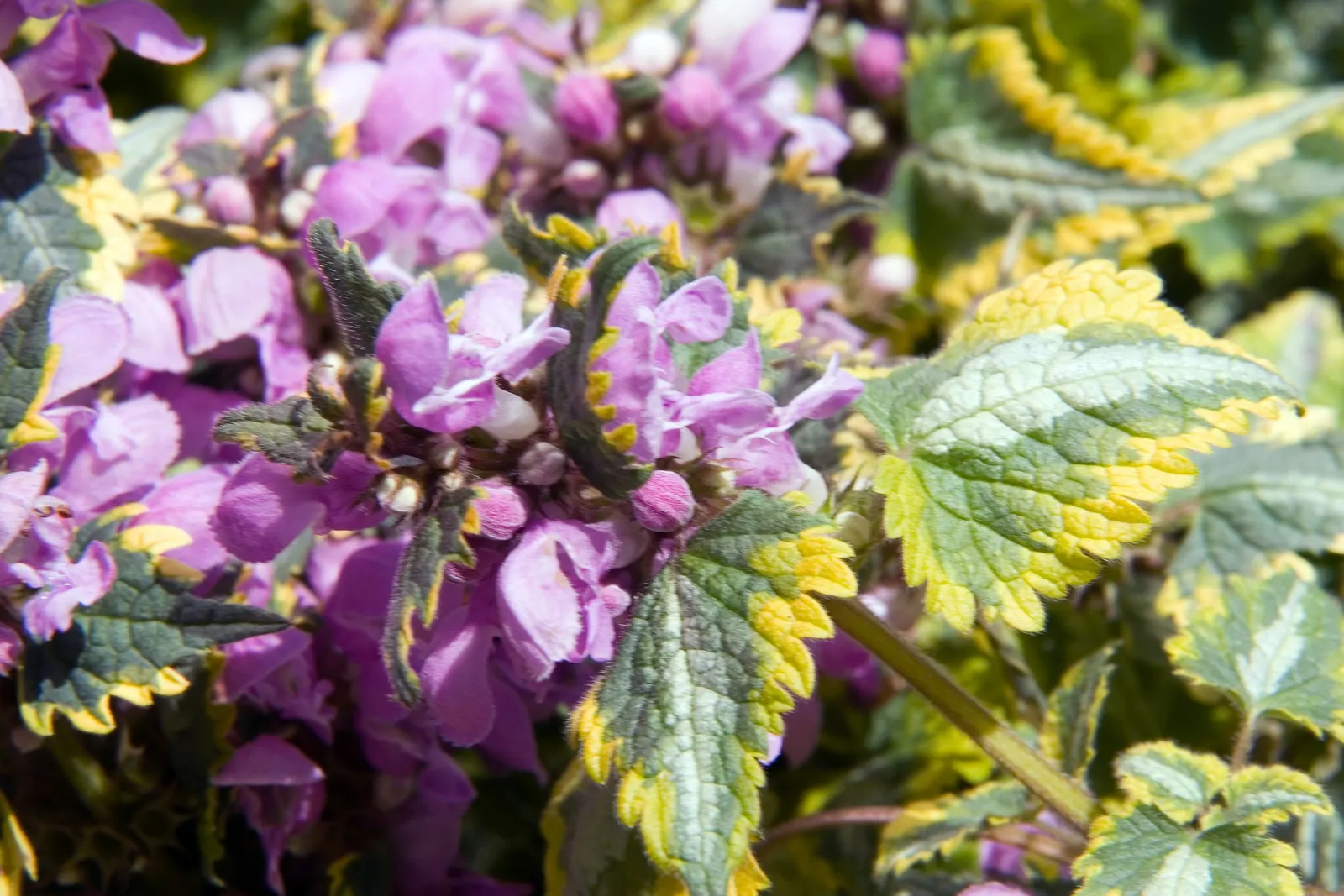 Anne Greenway Dead Nettle (Lamium Maculatum 'Anne Greenway') — provides a striking contrast against darker green plants