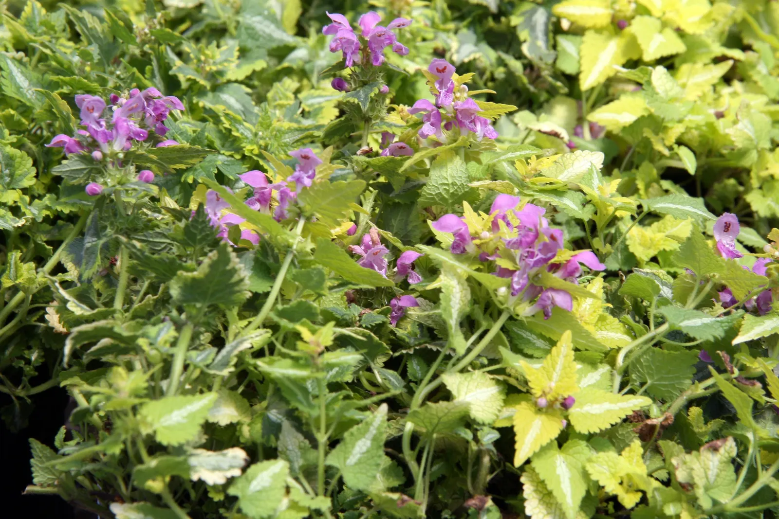 Anne Greenway Dead Nettle (Lamium Maculatum 'Anne Greenway') — In late spring to early summer