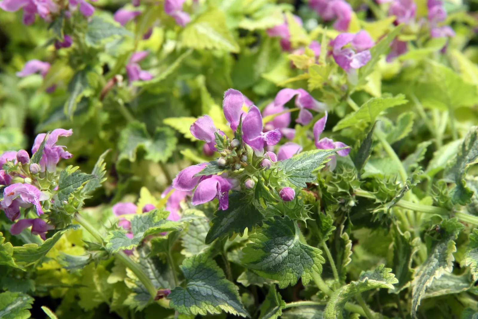 Anne Greenway Dead Nettle (Lamium Maculatum 'Anne Greenway') — It is hardy in USDA zones 3 through 8 and demonstrates good resistance to deer and rabbits