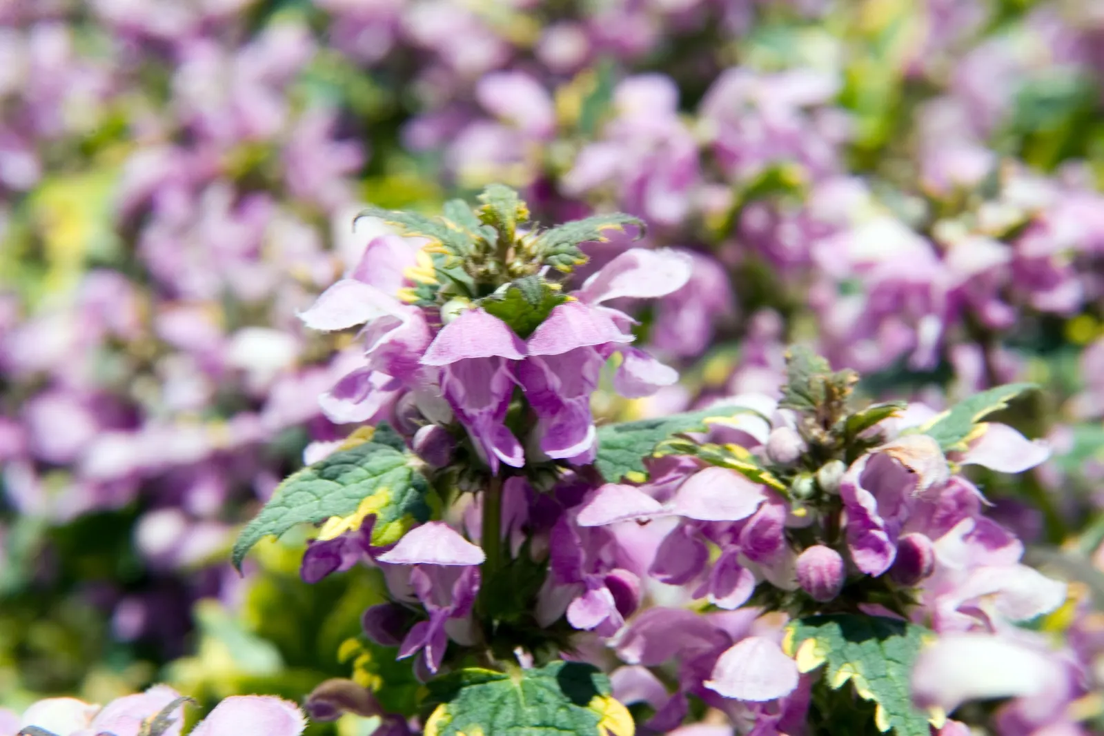 Anne Greenway Dead Nettle (Lamium Maculatum 'Anne Greenway') — commonly known as Anne Greenway Dead Nettle