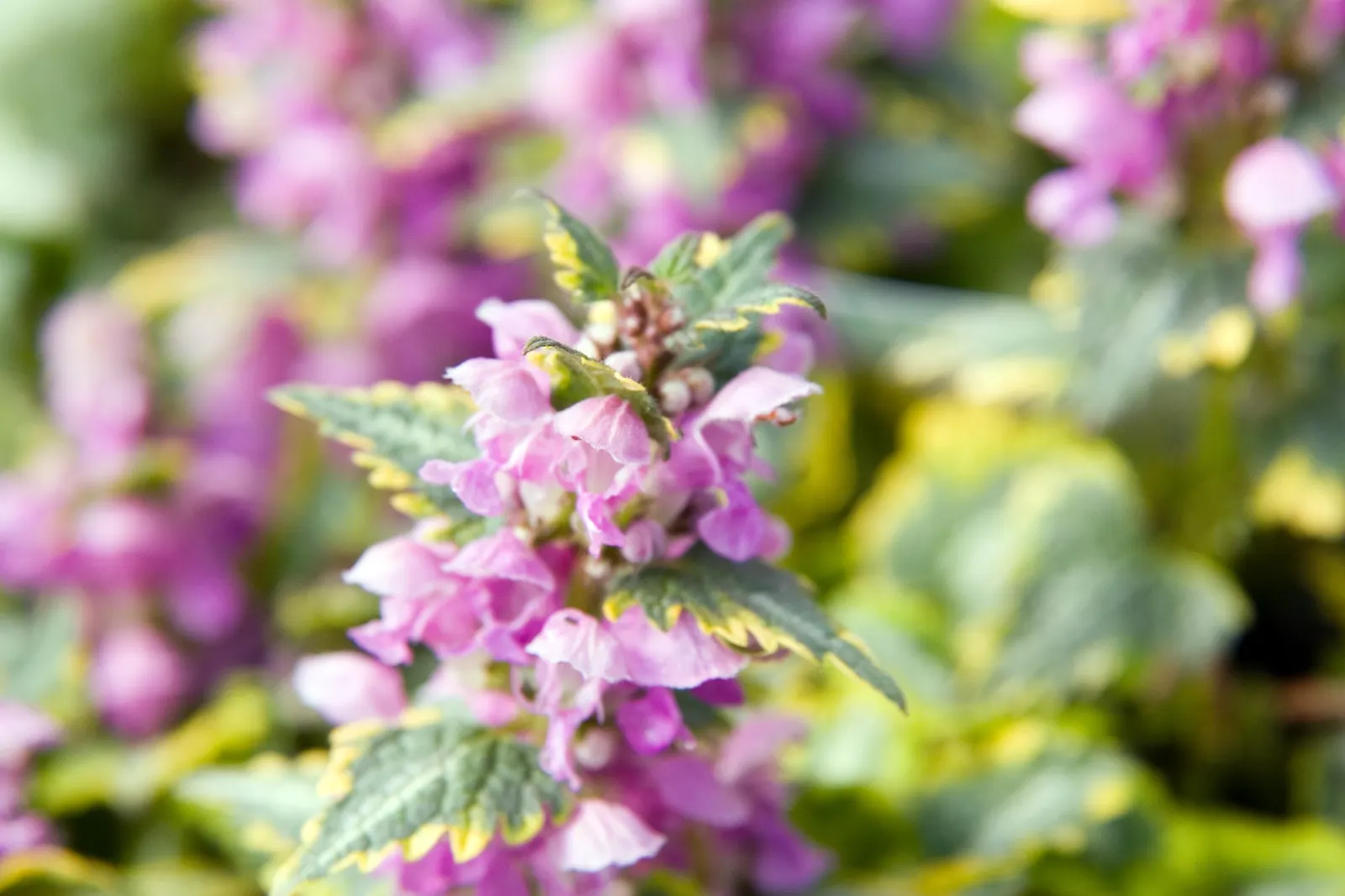 Anne Greenway Dead Nettle (Lamium Maculatum 'Anne Greenway') — is a vibrant and low-maintenance perennial perfect for brightening up shaded areas in the
