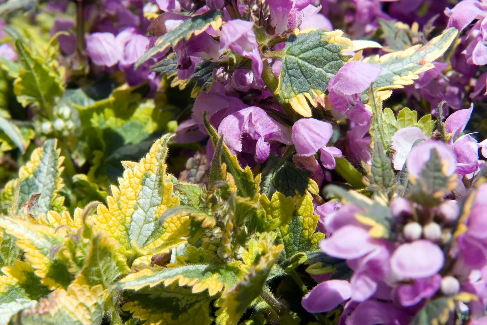 Anne Greenway Dead Nettle (Lamium Maculatum 'Anne Greenway') — with its distinctive silver-striped