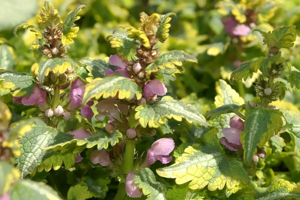 Anne Greenway Dead Nettle (Lamium Maculatum 'Anne Greenway') — thrives as a groundcover featuring variegated foliage in shades of silver