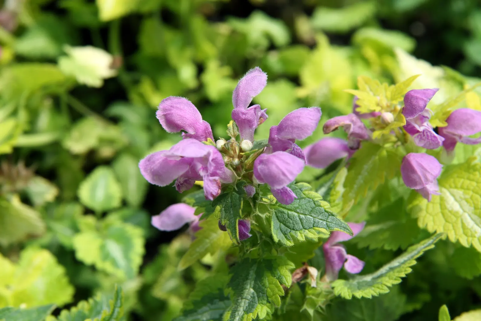 Anne Greenway Dead Nettle (Lamium Maculatum 'Anne Greenway') — it boasts delicate lavender-pink flowers that hover above the variegated leaves