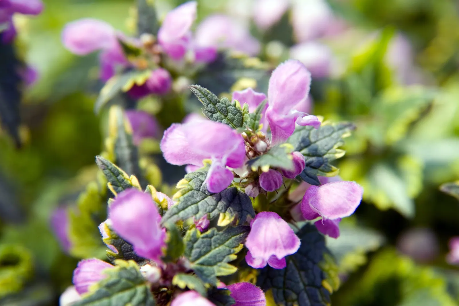 Anne Greenway Dead Nettle (Lamium Maculatum 'Anne Greenway') — attracting pollinators while deterring deer with its textured leaves