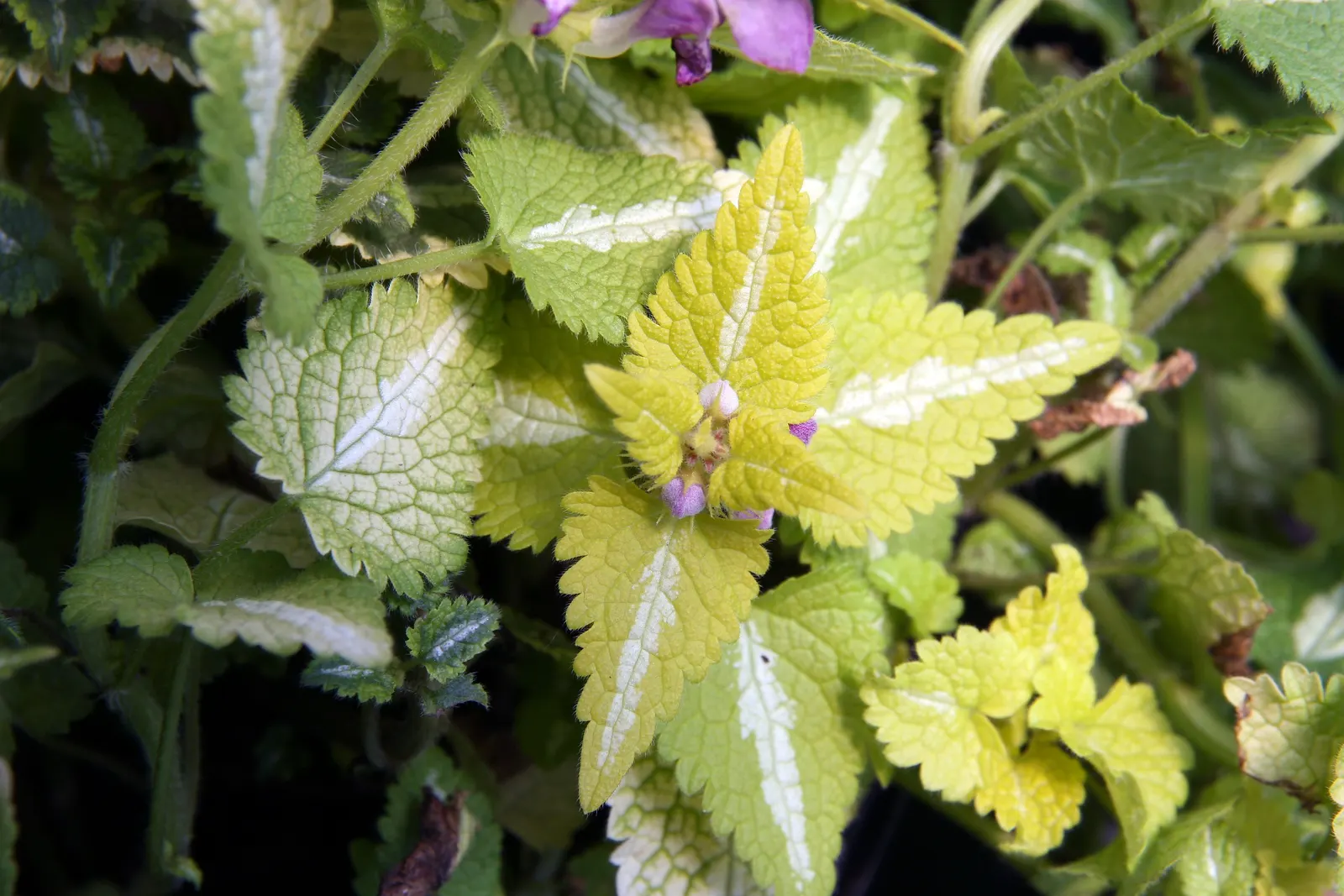Anne Greenway Dead Nettle (Lamium Maculatum 'Anne Greenway') — Ideal for borders or shaded gardens