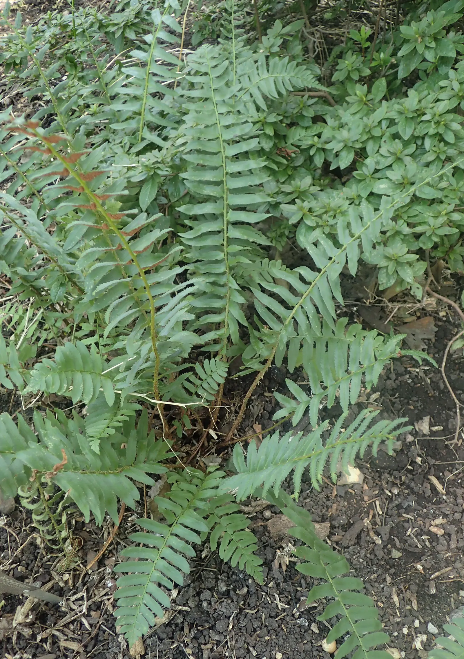 Christmas Fern (Polystichum Acrostichoides) — When including Polystichum acrostichoides in your landscape design; the Chris&trade;as Fern is hardy, image 101