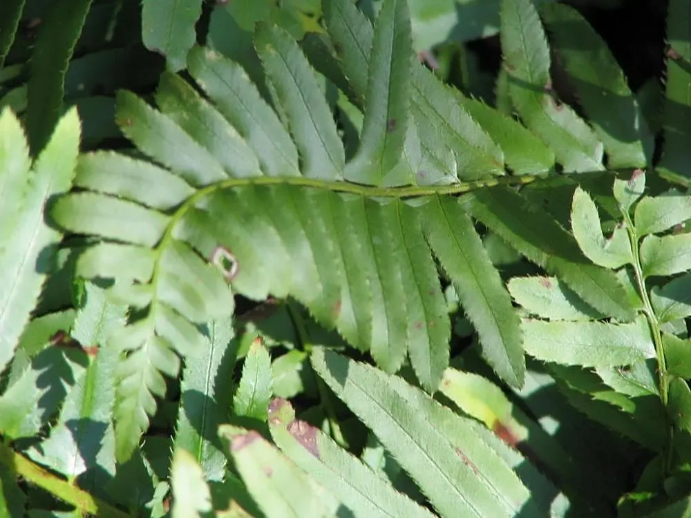 Christmas Fern (Polystichum Acrostichoides) — the Chris&trade;as Fern is hardy
