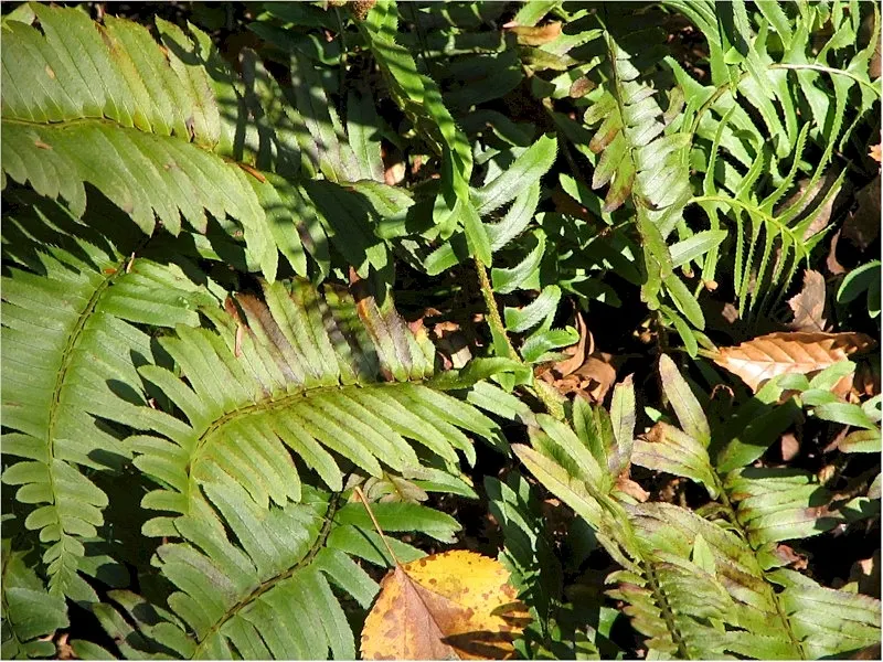 Christmas Fern (Polystichum Acrostichoides) — acidic to neutral soil with rich organic content; it thrives in partial to full shade and prefers, image 98