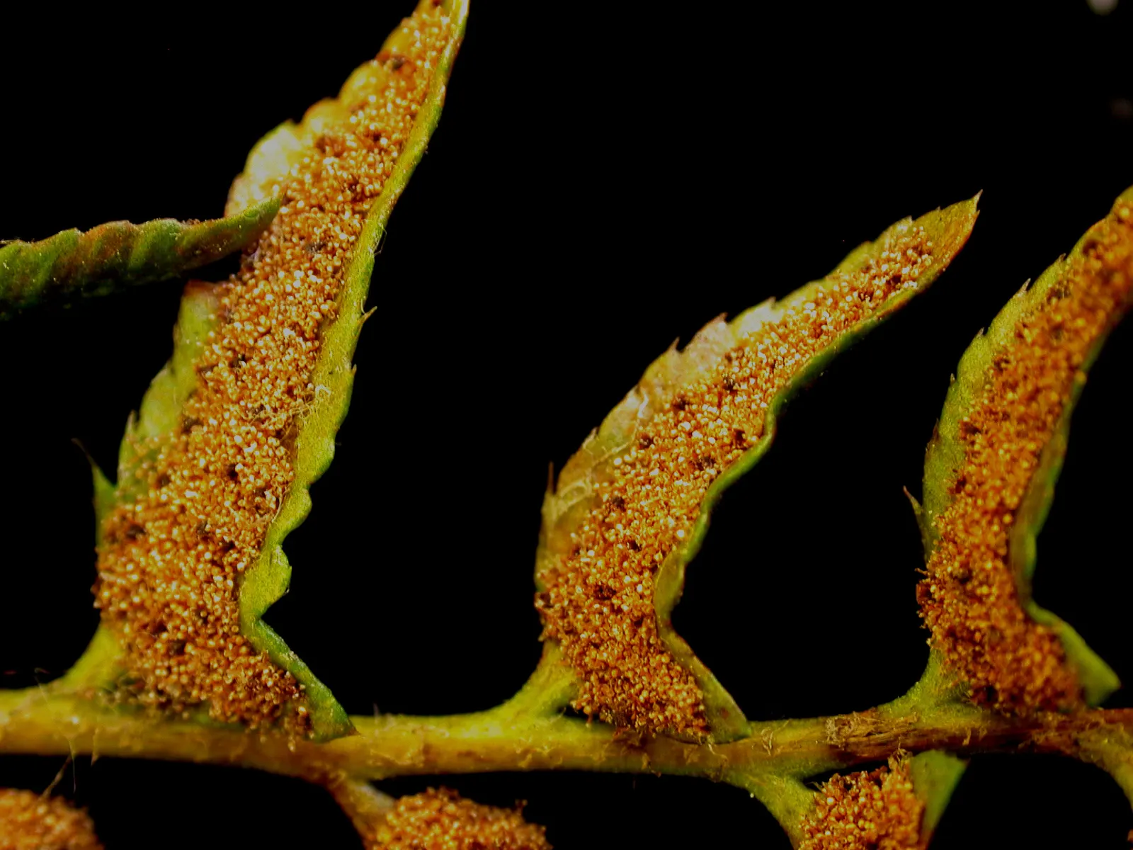 Christmas Fern (Polystichum Acrostichoides) — commonly referred to as the Christmas fern