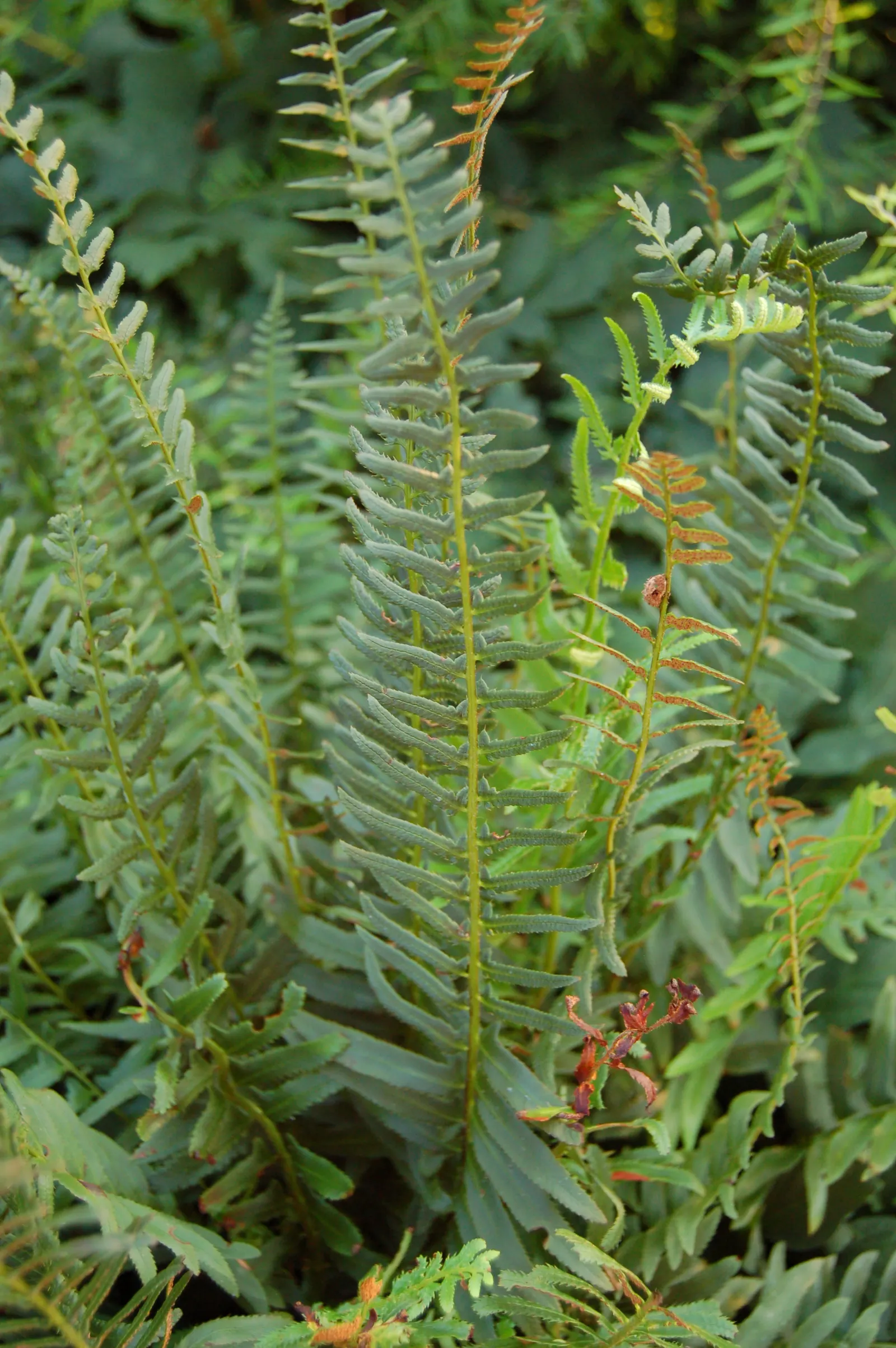 Christmas Fern (Polystichum Acrostichoides) — displaying optimal growth in part to full shade and moist; acidic to neutral soil with rich organic, image 63