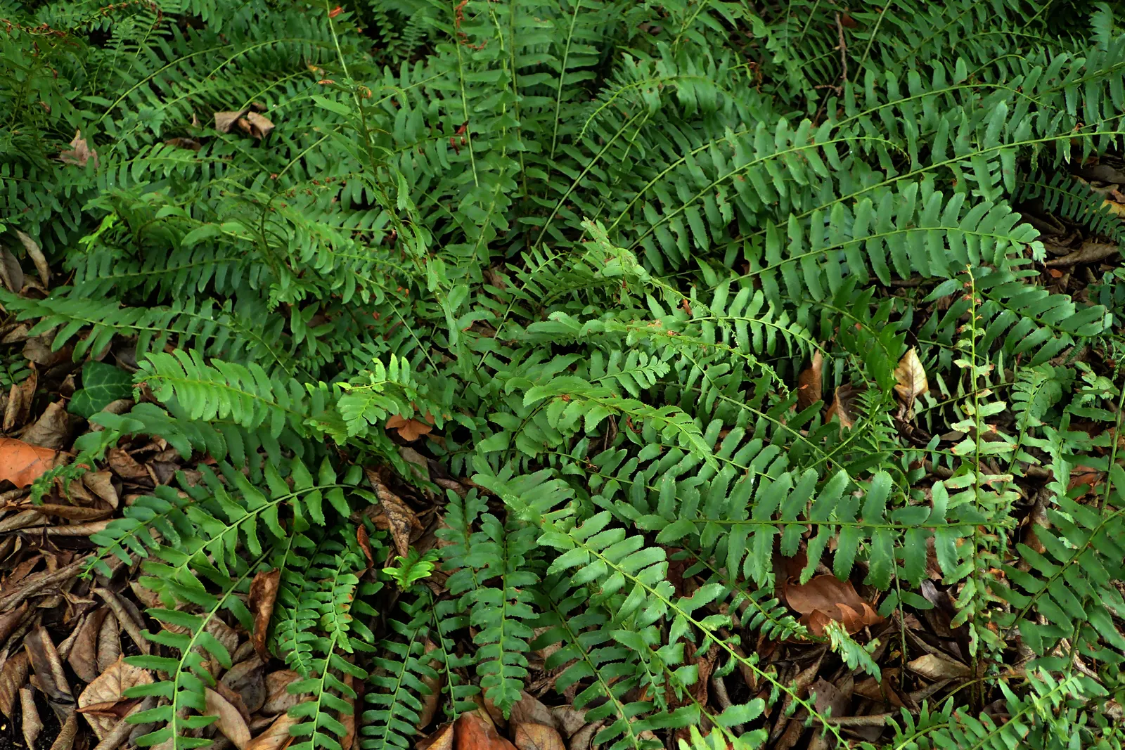 Christmas Fern (Polystichum Acrostichoides) — It thrives in partial to full shade and prefers moist, well-drained soil